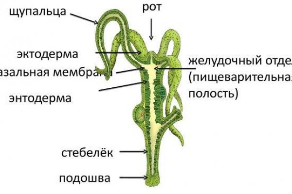 Megaruzxpnew4af onion com сайт